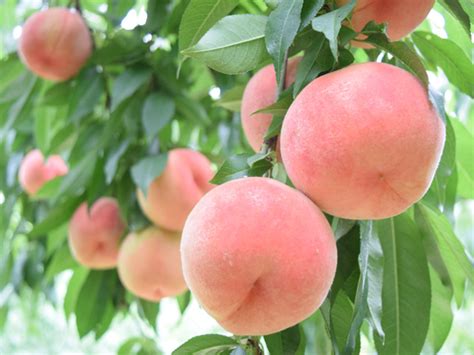 種桃|【初心者でもできる】種から育てた桃の木の定植方法